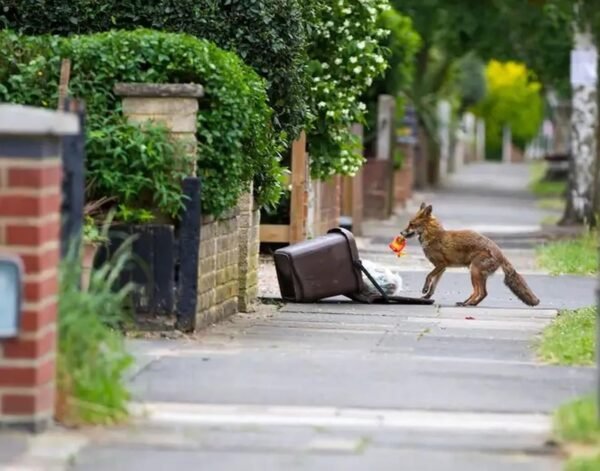 Vitax Stay Off Fox Deterrent 750ml – Ready-to-Use Garden Fox Repellent Spray