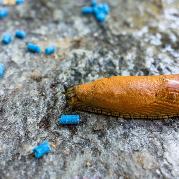 Doff Slug & Snail Killer 800g (3) Doff Slug & Snail Killer 800g