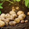 Organic Potato Fertiliser 1kg (1) Vitax Organic Potato Fertiliser 1Kg – Slow-Release Nutrients for Bumper Potato Harvests