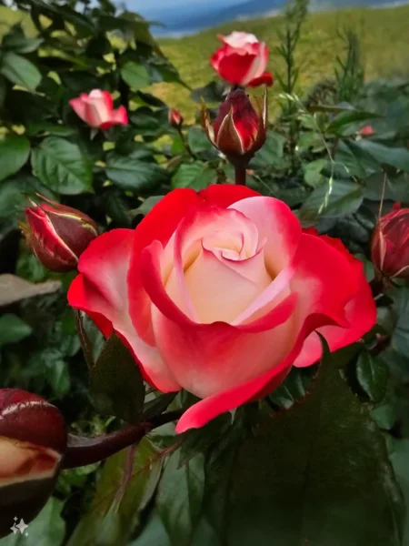 Organic Rose Guard 500ml (1) Organic Rose Guard 750ml Spray – Natural Protection Against Aphids, Mildew & Leaf Diseases