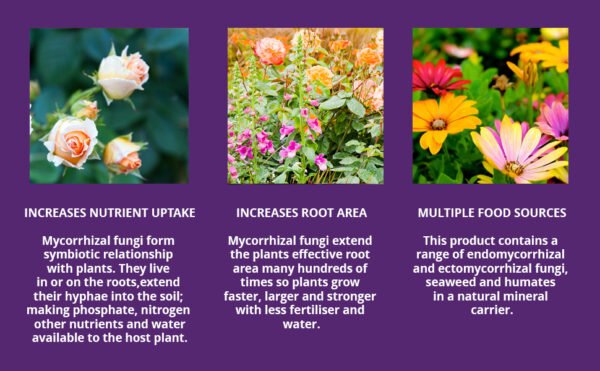 Q4 Rootmore 2 (1) Vitax Q4 Rootmore 2.5Kg – Mycorrhizal Root Growth Booster for Trees, Shrubs & Roses