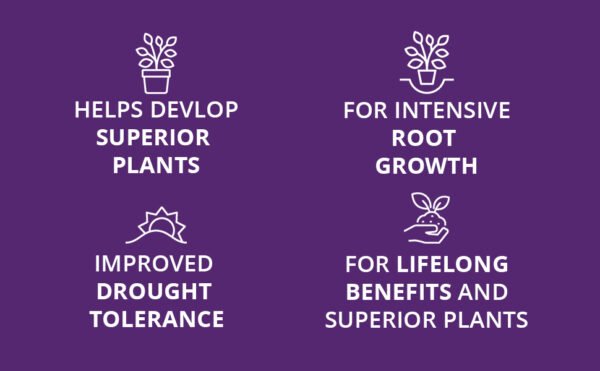 Q4 Rootmore 2 (3) Vitax Q4 Rootmore 2.5Kg – Mycorrhizal Root Growth Booster for Trees, Shrubs & Roses