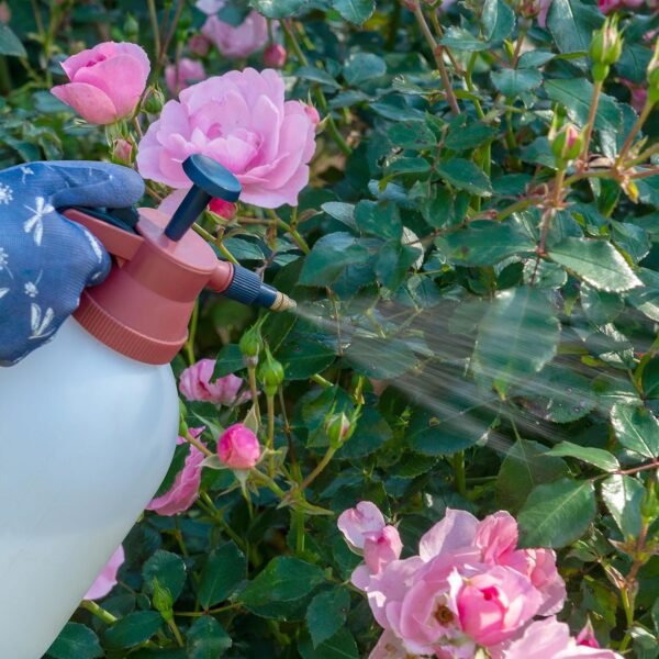 RoseClear Ultra Shield – 200 ml Systemic Bug & Disease Control for Roses and Ornamental Plants