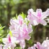 Vitax Azalea Rhododendron Shrub 0.9Kg (10) Vitax Azalea Rhododendron & Shrub Fertiliser 0.9Kg – Organic Feed for Acid-Loving Plants