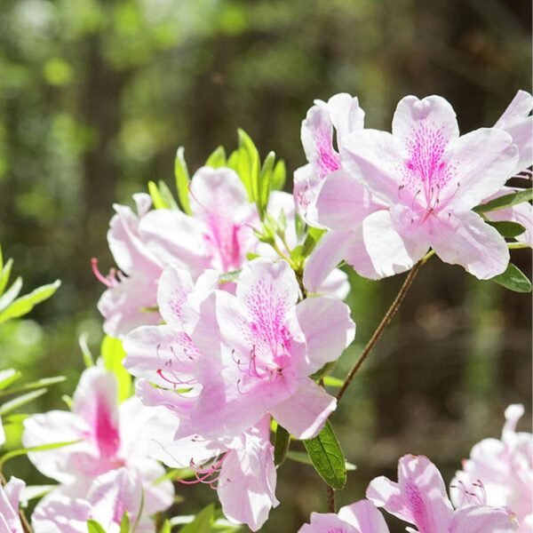 Vitax Azalea Rhododendron Shrub 0.9Kg (10) Vitax Azalea Rhododendron & Shrub Fertiliser 0.9Kg – Organic Feed for Acid-Loving Plants