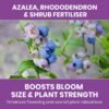 Vitax Azalea Rhododendron Shrub 0.9Kg (6) Vitax Azalea Rhododendron & Shrub Fertiliser 0.9Kg – Organic Feed for Acid-Loving Plants