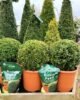 Vitax Buxus Pouch 1Kg (5) Vitax Buxus Feed 1Kg Pouch – Specialist Fertiliser for Healthy Buxus Hedges & Plants
