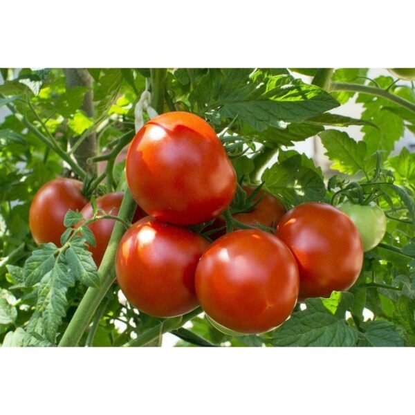 71CP6b-K5gL._SL1280_ Levington Tomorite Concentrate 2.5L – Premium Tomato & Fruiting Plant Feed