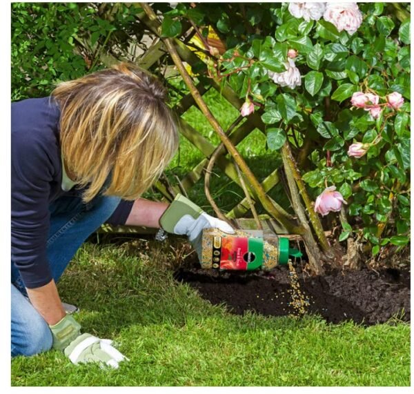 71dhLz5dgUL Miracle-Gro Granular Plant Food for Roses & Shrubs 900g – Continuous Feed Fertiliser