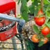 81VwzsGb0bL._SL1500_ Levington Tomorite Concentrate 1L + 20% Free – Premium Tomato & Fruiting Plant Feed