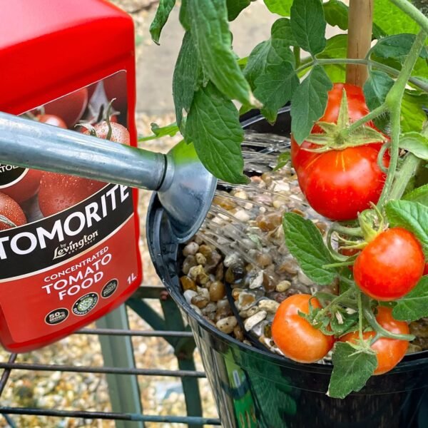 81VwzsGb0bL._SL1500_ Levington Tomorite Concentrate 1L + 20% Free – Premium Tomato & Fruiting Plant Feed