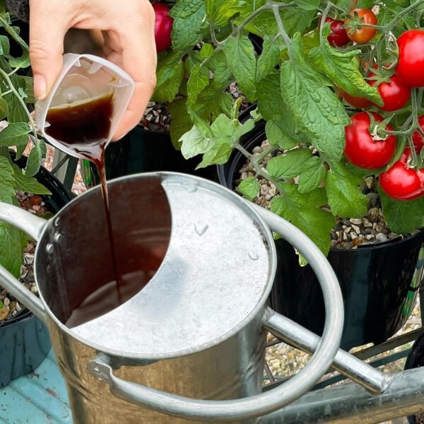 81dQOTeqpzL._SL1500_ Levington Tomorite Concentrate 2.5L – Premium Tomato & Fruiting Plant Feed