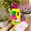 A1glyLpnEAL._AC_SL1500_ Miracle-Gro Liquid Plant Food for Azalea, Camellia & Rhododendron 800ml – Liquid Ericaceous Fertiliser