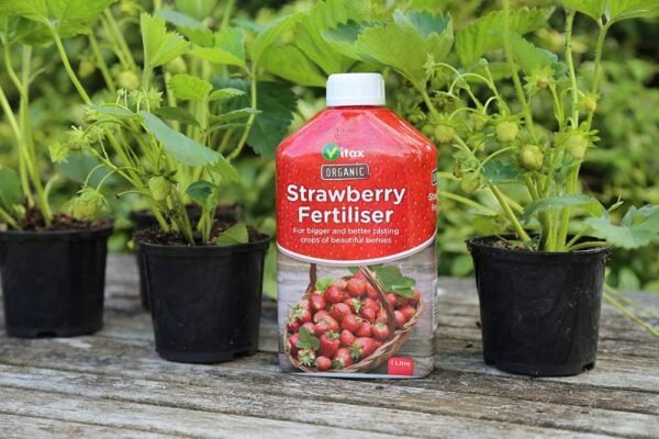 61-Q5eBu1kL._AC_SL1000_ Organic Strawberry Plant Food – 1L | High-Potash Feed for Bigger, Tastier, Healthier Fruit