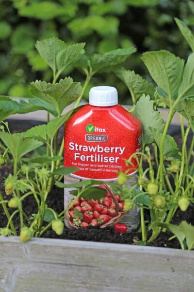 71b3b+1PcYL._AC_SL1500_ Organic Strawberry Plant Food – 1L | High-Potash Feed for Bigger, Tastier, Healthier Fruit